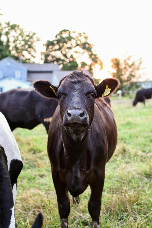 a herd of cows standing on top of a lush green field, profile image