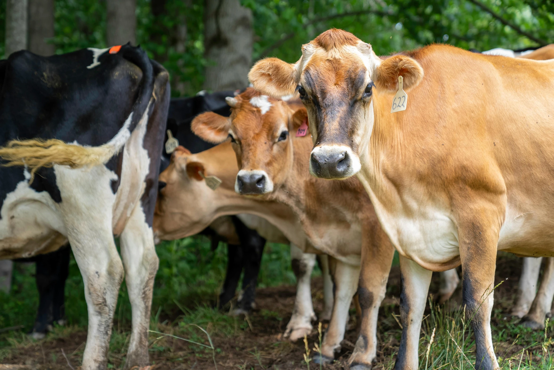 a herd of cows standing on top of a lush green field, by Jan Tengnagel, unsplash, fan favorite, milk, a wooden, brown