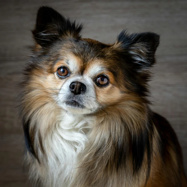 a brown and white dog sitting on top of a wooden floor, a portrait, pexels contest winner, renaissance, long - haired chihuahua, close up portrait photo, portrait of a old, racoon dog