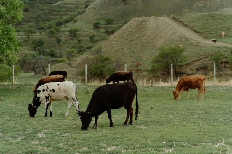 a herd of cattle grazing on a lush green field, by Elsa Bleda, pexels contest winner, joel sternfeld, 90s photo, hd footage, 8 k smooth