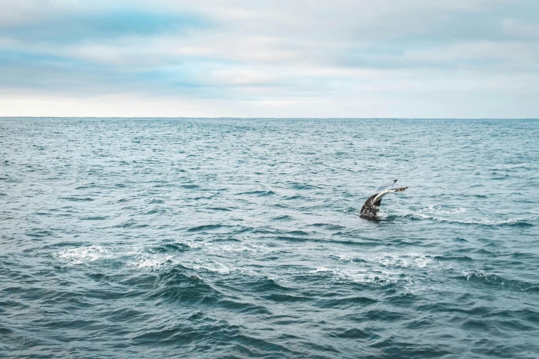 a bird flying over a body of water, a picture, by Carey Morris, pexels contest winner, hurufiyya, swimming in ocean, hammershøi, facing away, lachlan bailey