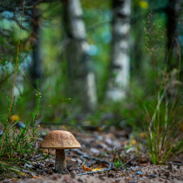 a mushroom sitting in the middle of a forest, by Jesper Knudsen, unsplash, land art, fan favorite, ligjt trail, swedish forest, color ( sony a 7 r iv