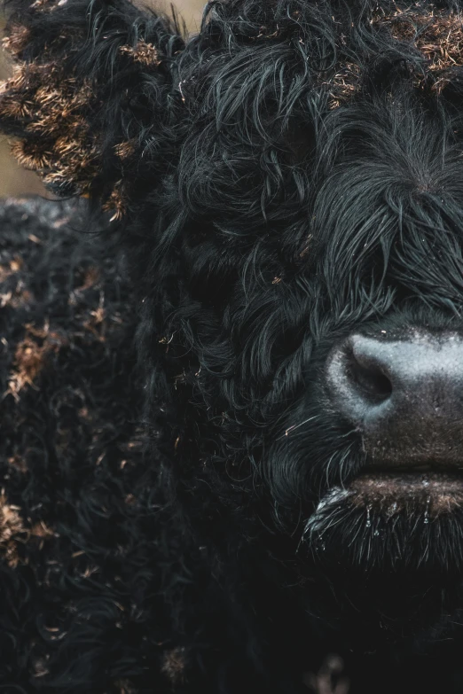 a close up of a black cow's face, by Adam Marczyński, pexels contest winner, outrageously fluffy, scottish, slightly pixelated, low quality photo