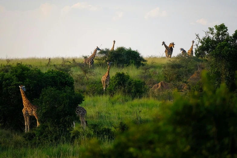 a herd of giraffe standing on top of a lush green field, pexels contest winner, hurufiyya, early evening, very kenyan, slide show, on a green hill between trees