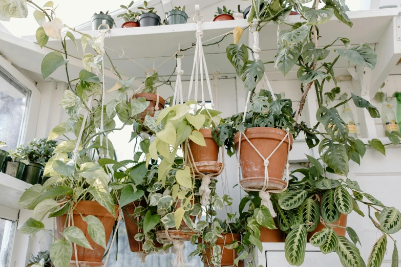a bunch of potted plants hanging from a shelf, by Emma Andijewska, unsplash, 🦩🪐🐞👩🏻🦳, roof garden, macrame, different sizes