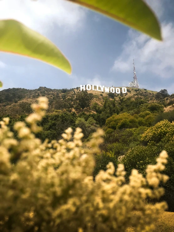 a view of a hollywood sign on top of a hill, lush trees and flowers, profile image, al fresco, up close