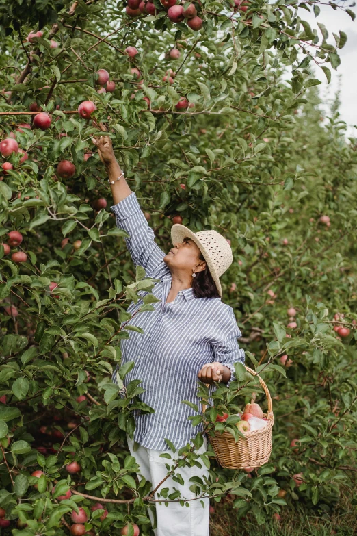 a woman picking apples from a tree in an orchard, a portrait, by Nicolette Macnamara, pexels, 2 5 6 x 2 5 6 pixels, joy ang, conde nast traveler photo, rhode island