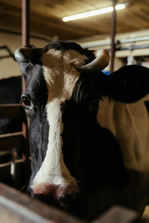 a black and white cow sticking its head over a fence, by Jan Tengnagel, unsplash, renaissance, inside a barn, square nose, closeup 4k, brown