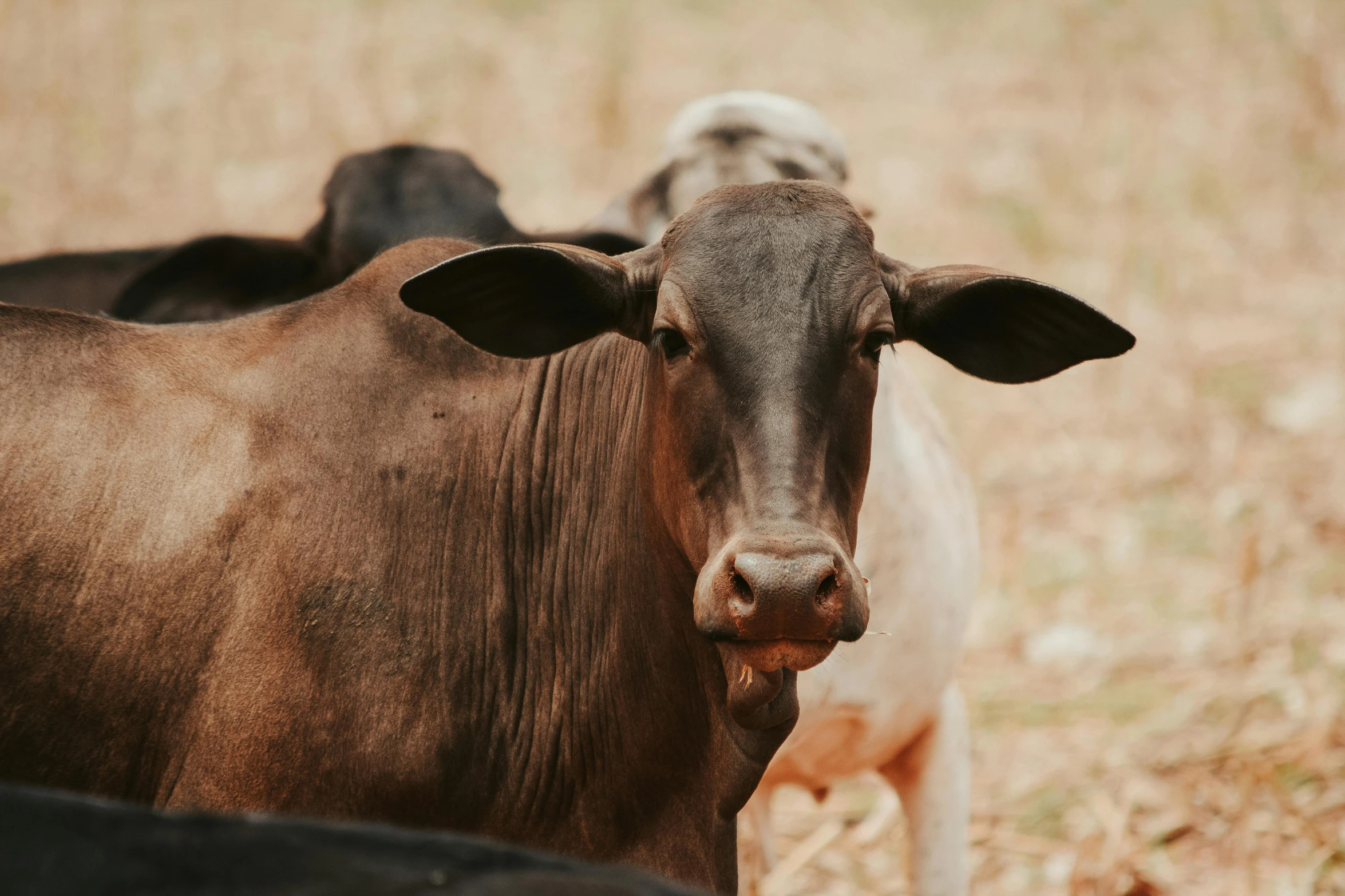 a herd of cattle standing on top of a dry grass covered field, pexels contest winner, close - up of face, ready to eat, black, organic