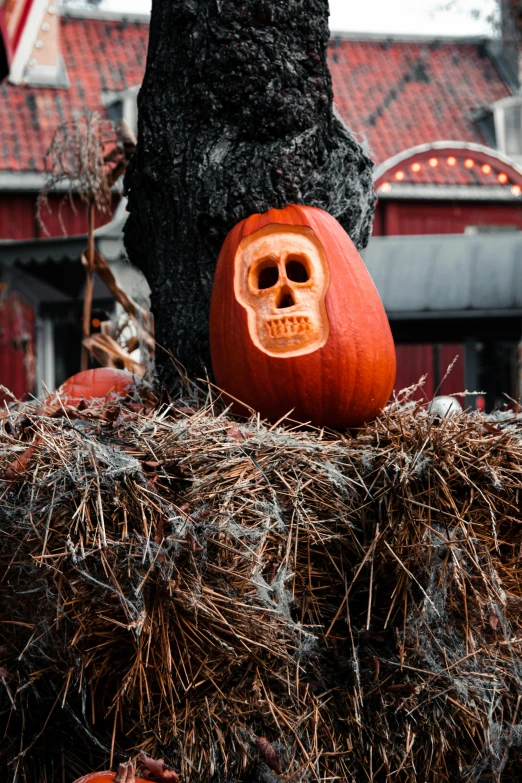 a couple of pumpkins sitting on top of a pile of hay, a portrait, by Robert Storm Petersen, pexels contest winner, vanitas, carved into the side of a tree, ((skull)), spooky mansion, slide show