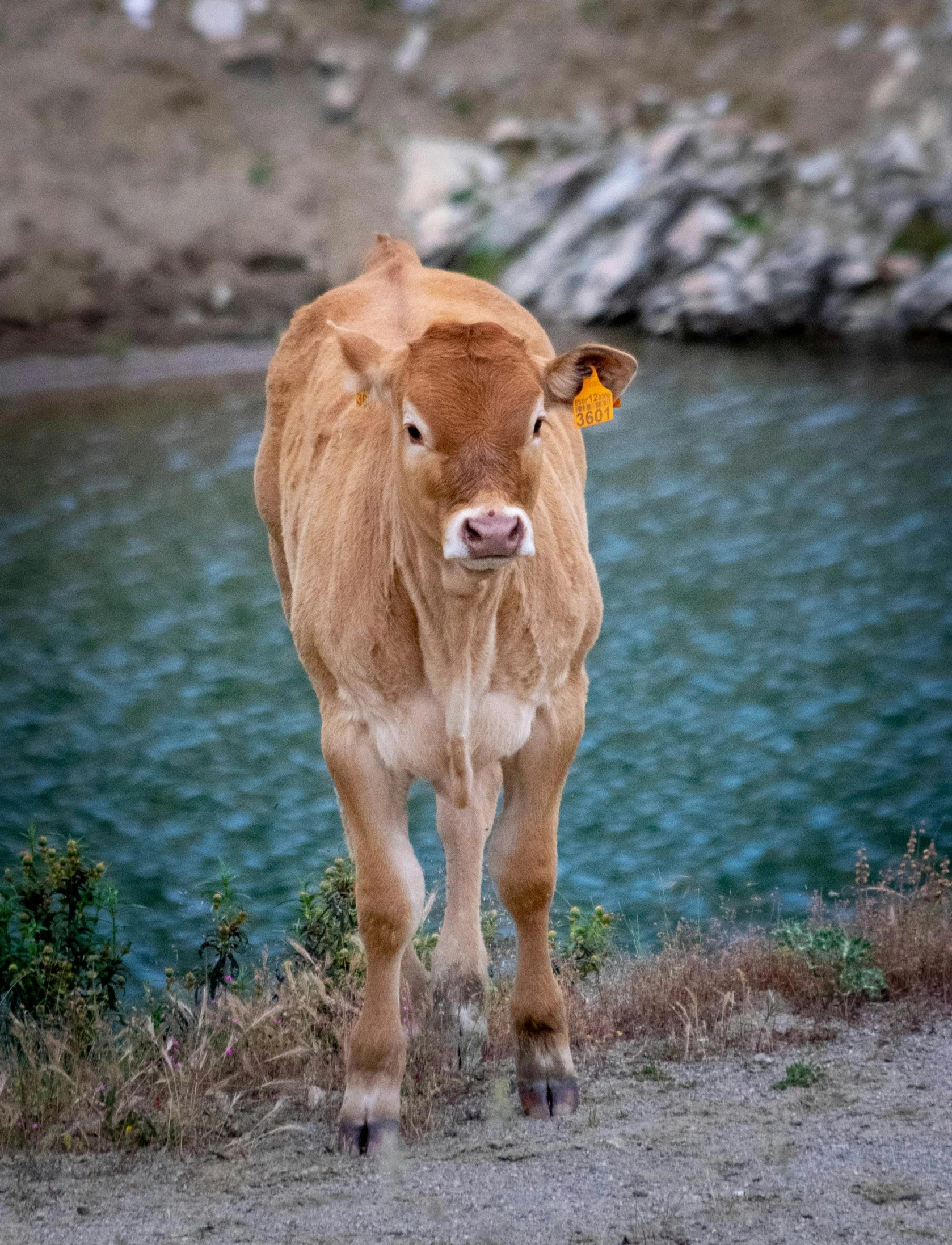 a brown cow standing next to a body of water, posing for the camera