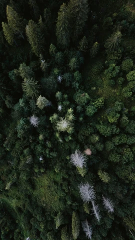 a bird's eye view of a forest, overhead shot, low angle 8k hd nature photo, unsplash 4k, ((trees))