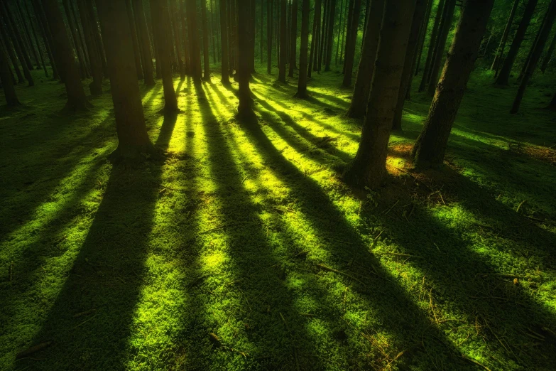 the sun is shining through the trees in the forest, by Andries Stock, unsplash contest winner, land art, strong shadows), green floor, 8 k post process, alessio albi