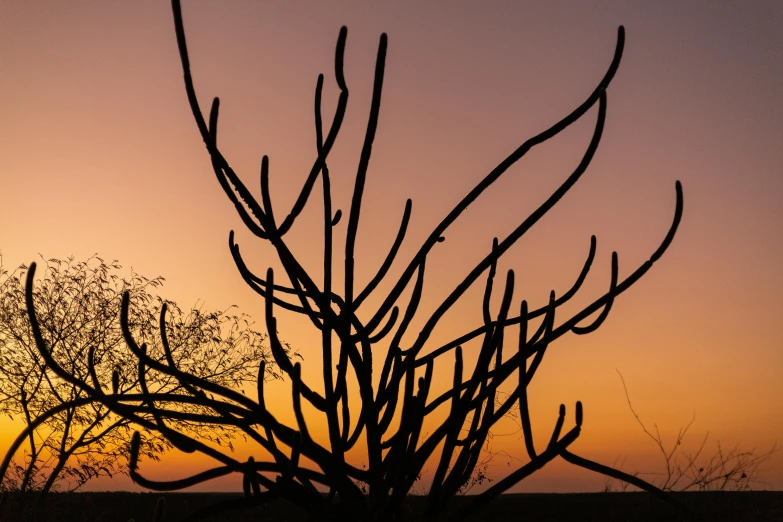 a tree is silhouetted against a sunset sky, by Peter Churcher, unsplash contest winner, land art, bent rusted iron, flame shrubs, charred desert, contorted limbs