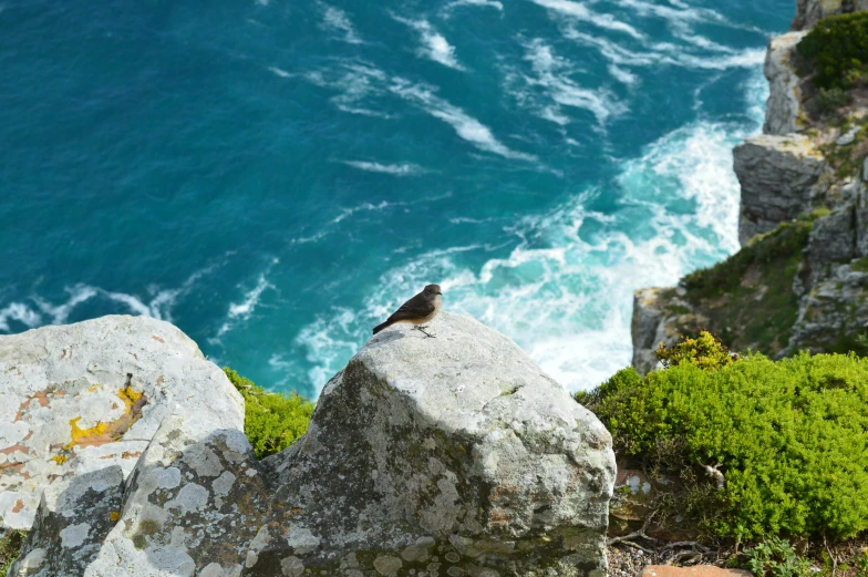 a bird sitting on top of a rock next to the ocean, by Simon Marmion, pexels contest winner, cape, three views, high angle, dove