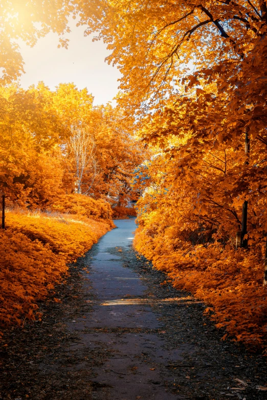 a road surrounded by trees covered in yellow leaves, slide show, mikko, multicolored