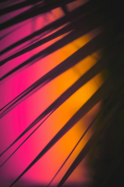 a close up of a palm tree with the sun in the background, by Peter Alexander Hay, abstract art, pink lighting, chromatic filament, pink and orange, iridiscent fabric