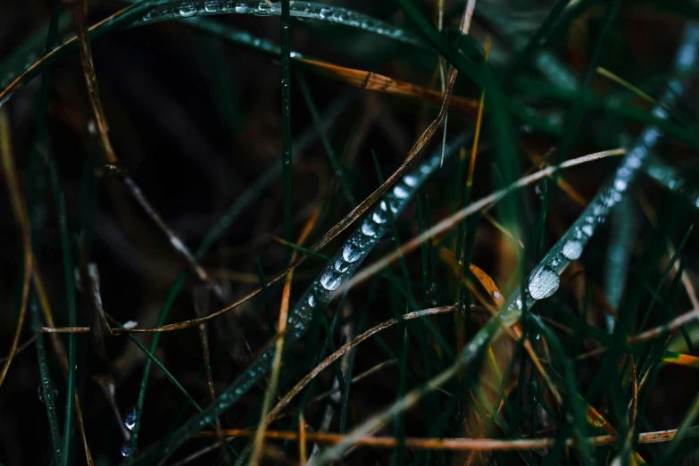 a red fire hydrant sitting on top of a lush green field, a macro photograph, inspired by Elsa Bleda, unsplash, hurufiyya, dripping stalagtites, on a dark swampy bsttlefield, thumbnail, icicle