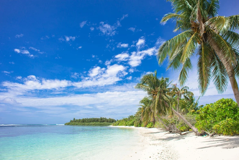 a beach with palm trees and clear water, unsplash, hurufiyya, slide show, archipelago, thumbnail