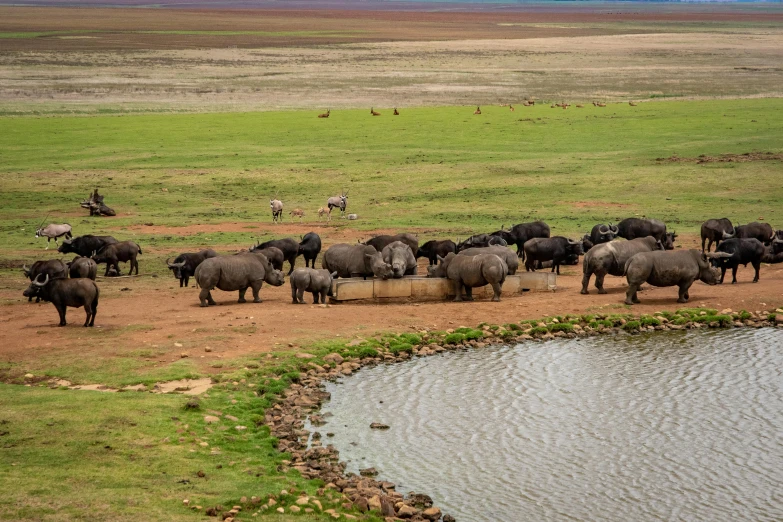 a herd of animals standing on top of a lush green field, water reservoir, unmistakably kenyan, high-quality photo, round-cropped