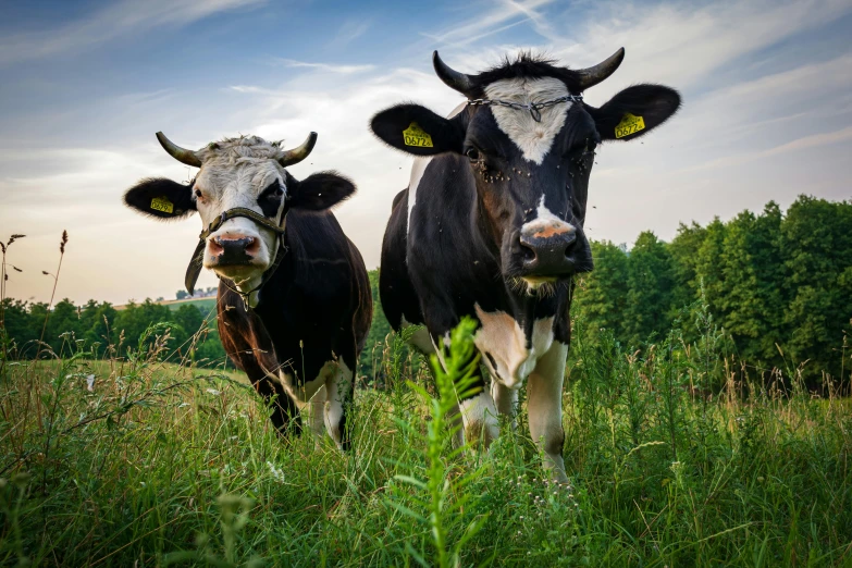 a couple of cows standing on top of a lush green field, pexels contest winner, renaissance, black, avatar image, medium format, rustic