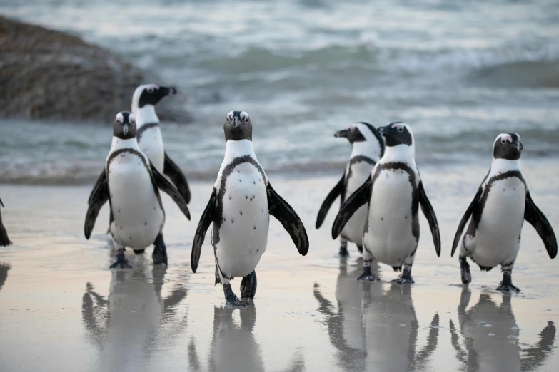a group of penguins walking along a beach, pexels contest winner, renaissance, bubbly, south african coast, 8k resolution”, 🦩🪐🐞👩🏻🦳