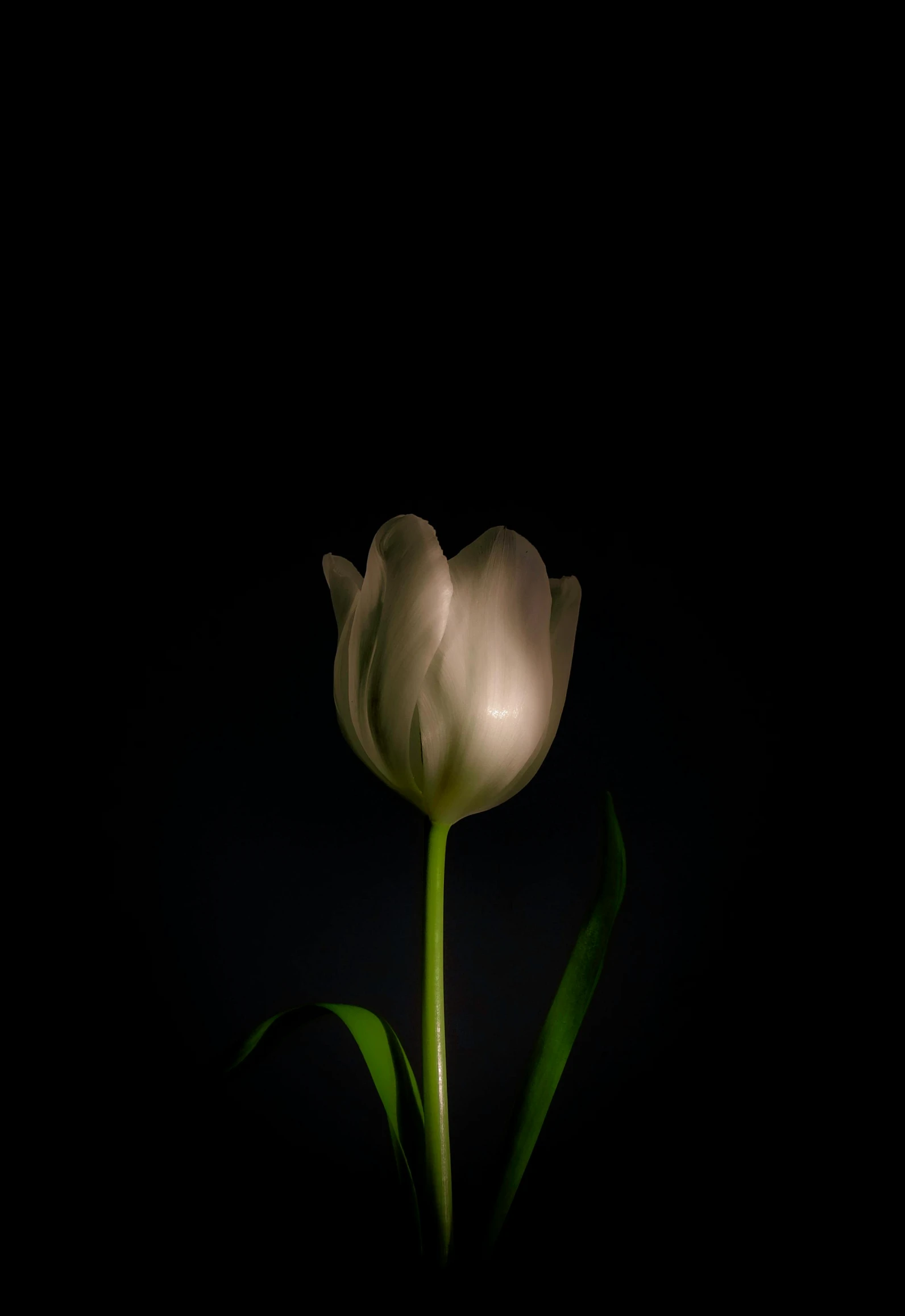 a single white tulip in the dark, by Andries Stock, david kassan, grey, in the dark, gray