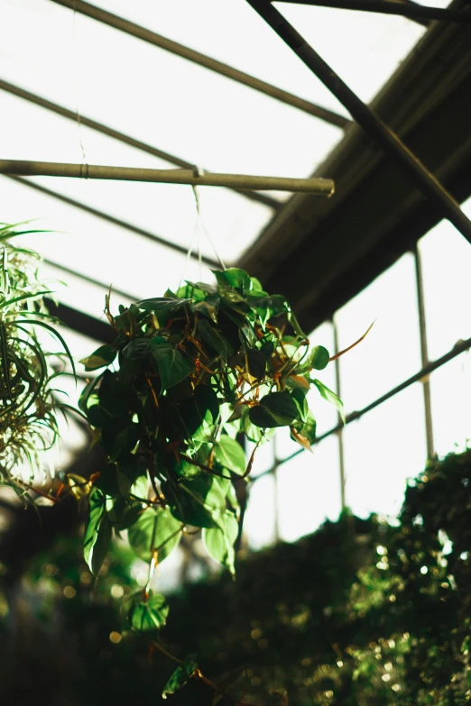 a bunch of plants that are inside of a building, unsplash, process art, hanging, shot on superia 400 filmstock, vine covered, botanical garden