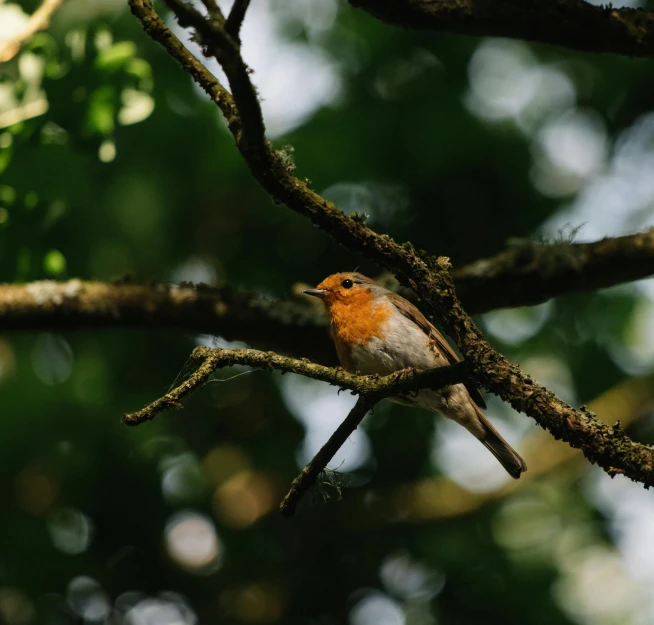 a small bird sitting on top of a tree branch, pexels contest winner, renaissance, in a woodland glade, cottagecore, unsplash photography, multiple stories