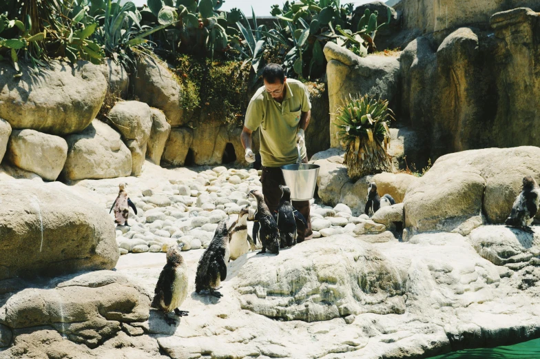 a man standing next to a group of penguins, gardening, early 2 0 0 0 s, water world, feeding a giraffe