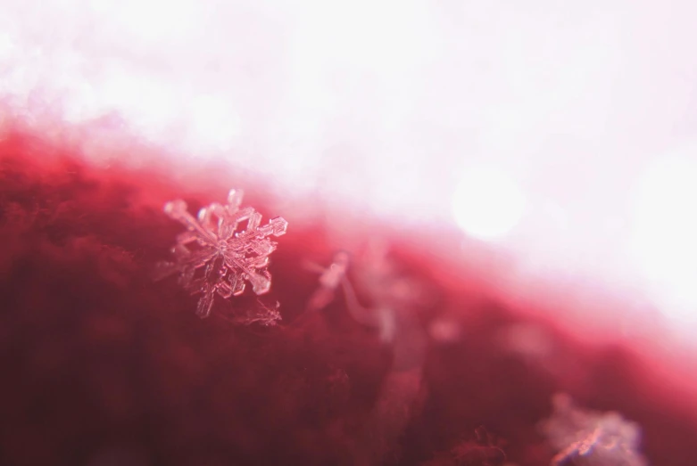 a close up of a snowflake on a red surface, a macro photograph, by Adam Marczyński, pexels, romanticism, pink sunlight, blurred detail, maroon, rinko kawauchi