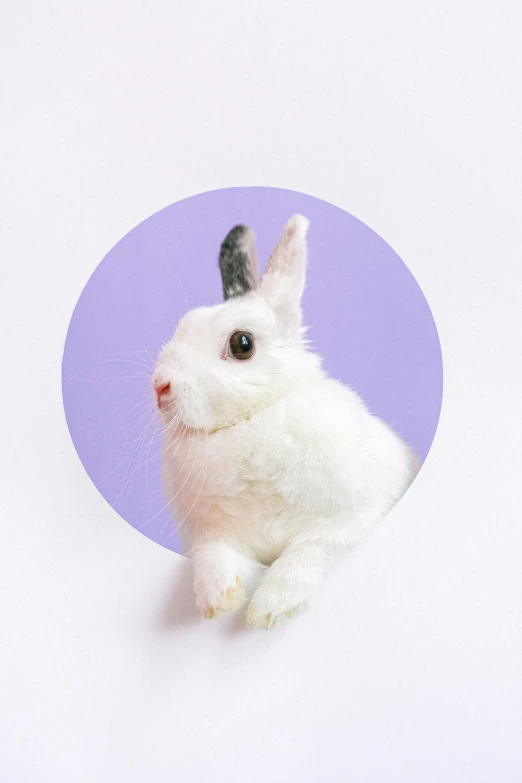 a white rabbit sitting in front of a purple circle, trending on unsplash, taken with kodak portra, pet animal, fully posable, on clear background