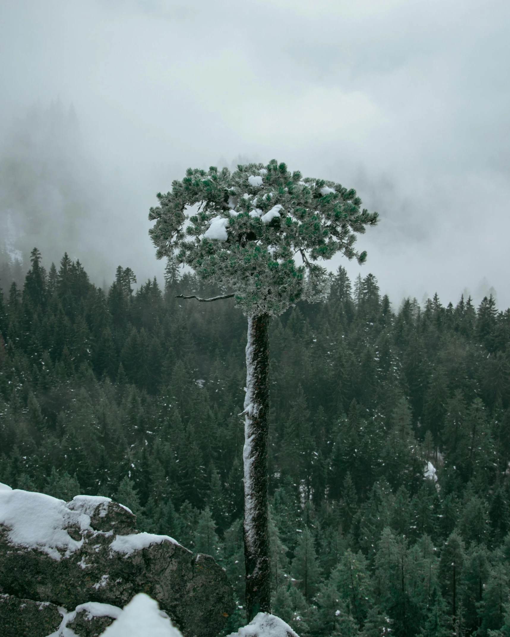 a lone tree sitting on top of a snow covered mountain, big green trees, grey skies, props containing trees, giant sequoia