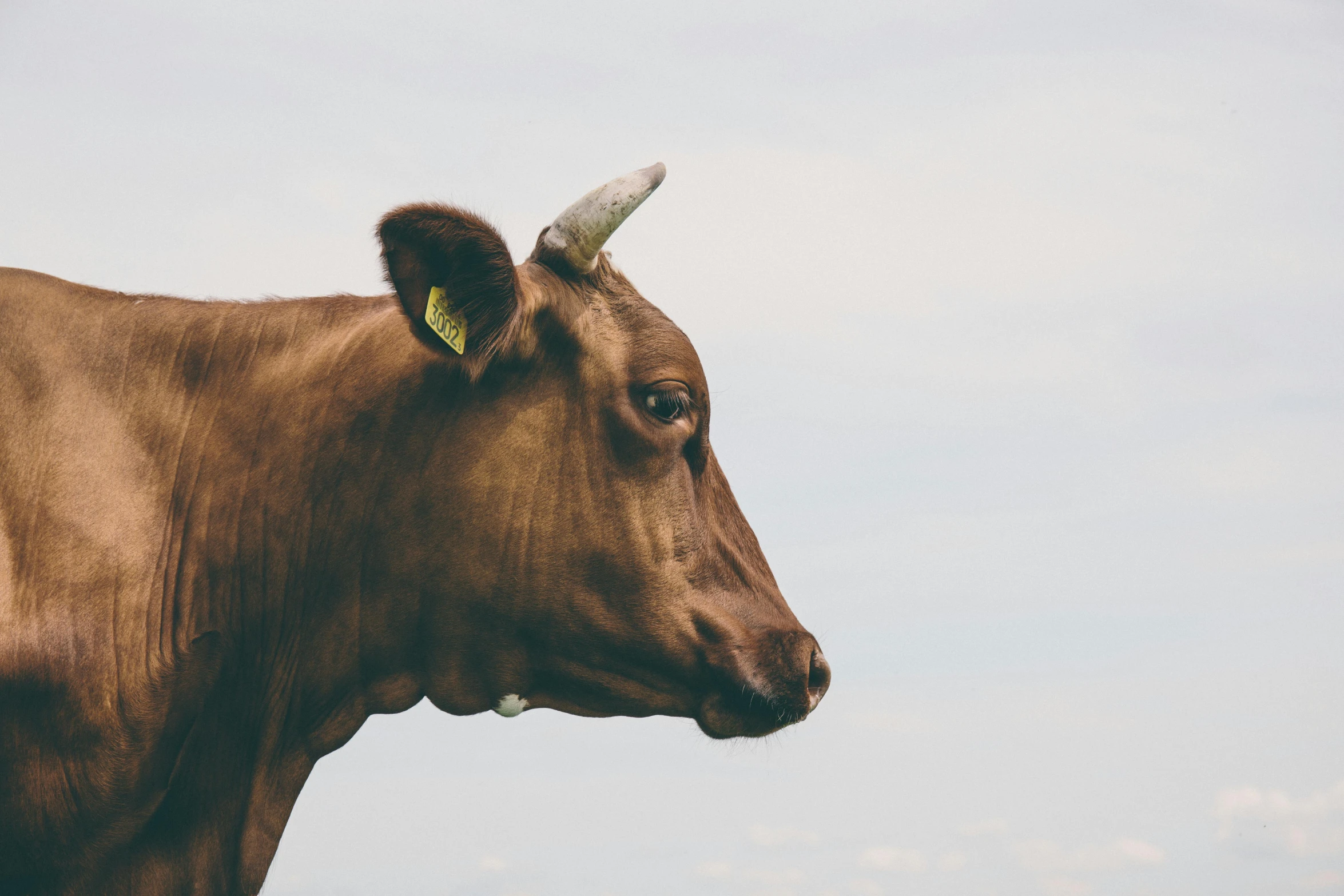 a brown cow standing on top of a lush green field, trending on unsplash, renaissance, on a gray background, head in profile, emaciated, a wooden