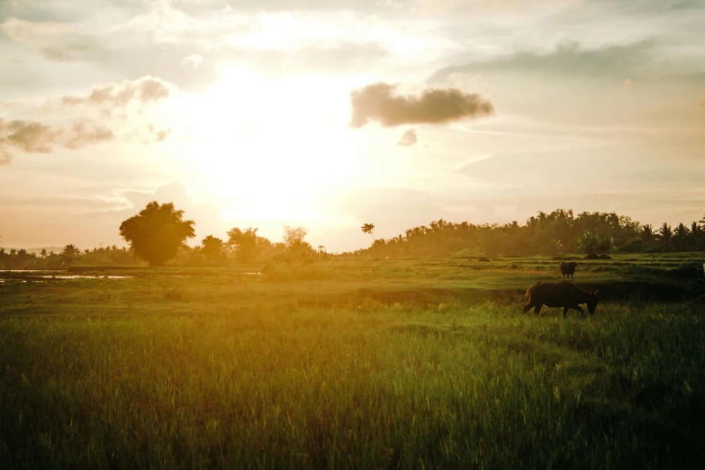 a couple of cows standing on top of a lush green field, unsplash, sumatraism, sun setting, rice paddies, historical photo, panoramic shot