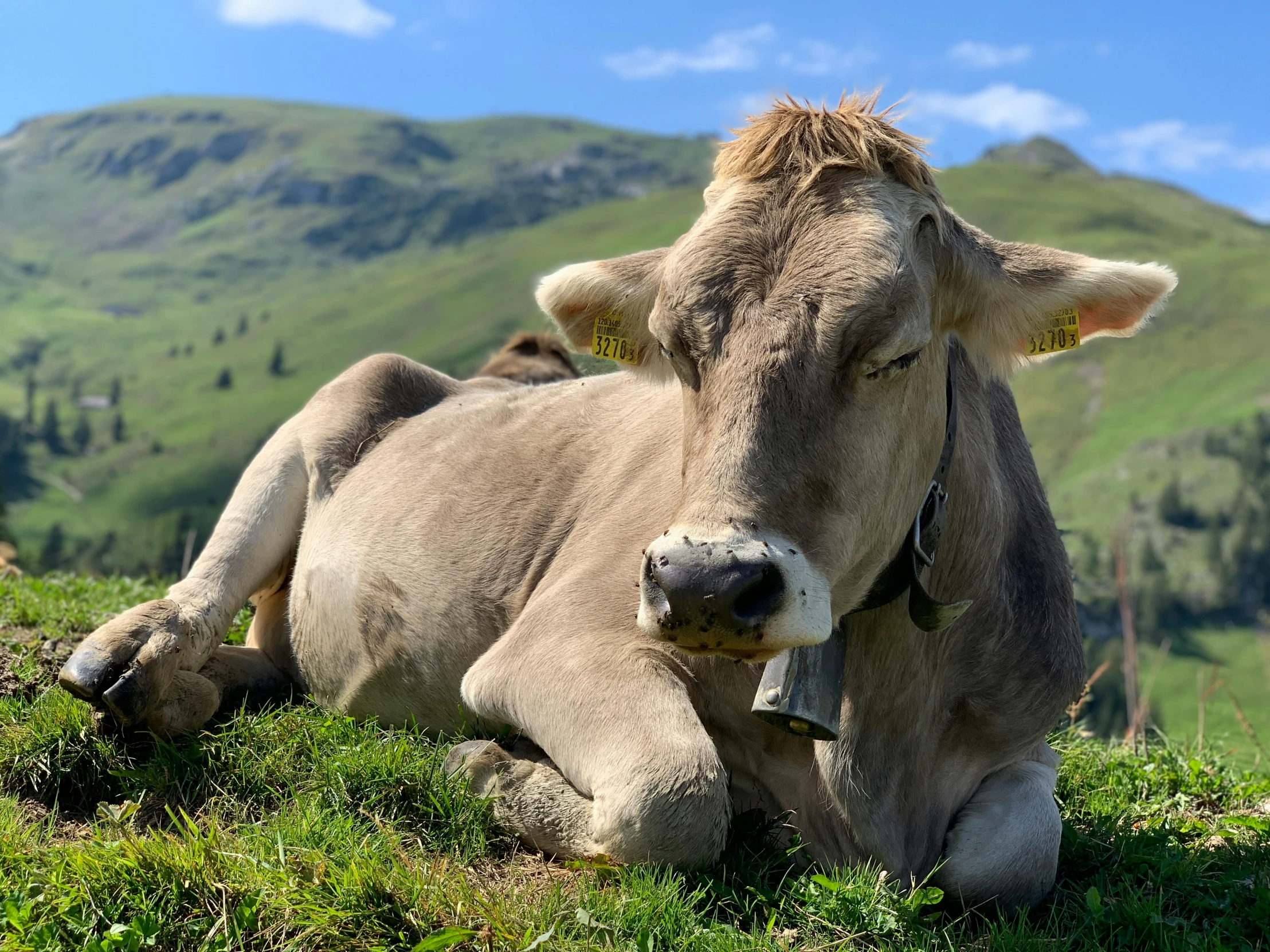 a cow that is laying down in the grass, pexels contest winner, renaissance, sitting cutely on a mountain, avatar image, no cropping, alpes