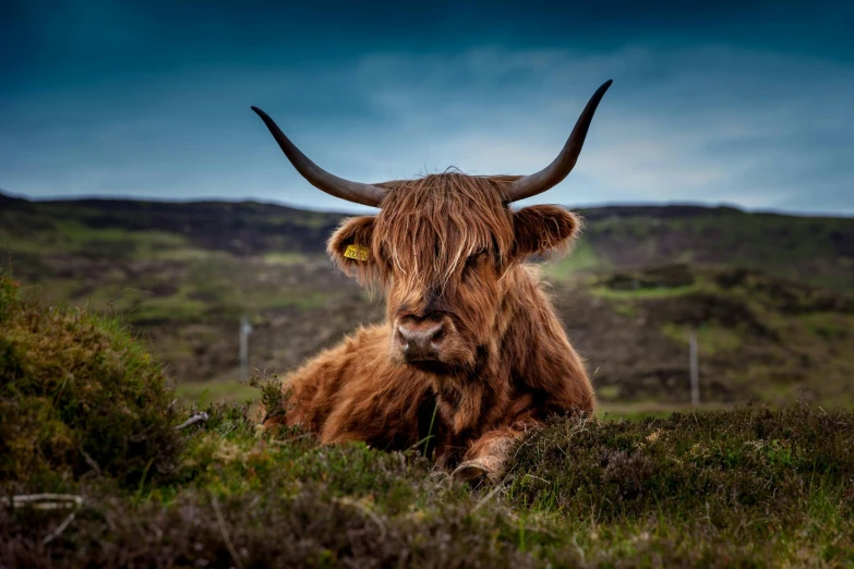 a brown cow sitting on top of a lush green field, a portrait, by Jesper Knudsen, pexels contest winner, horned god, scottish style, avatar image