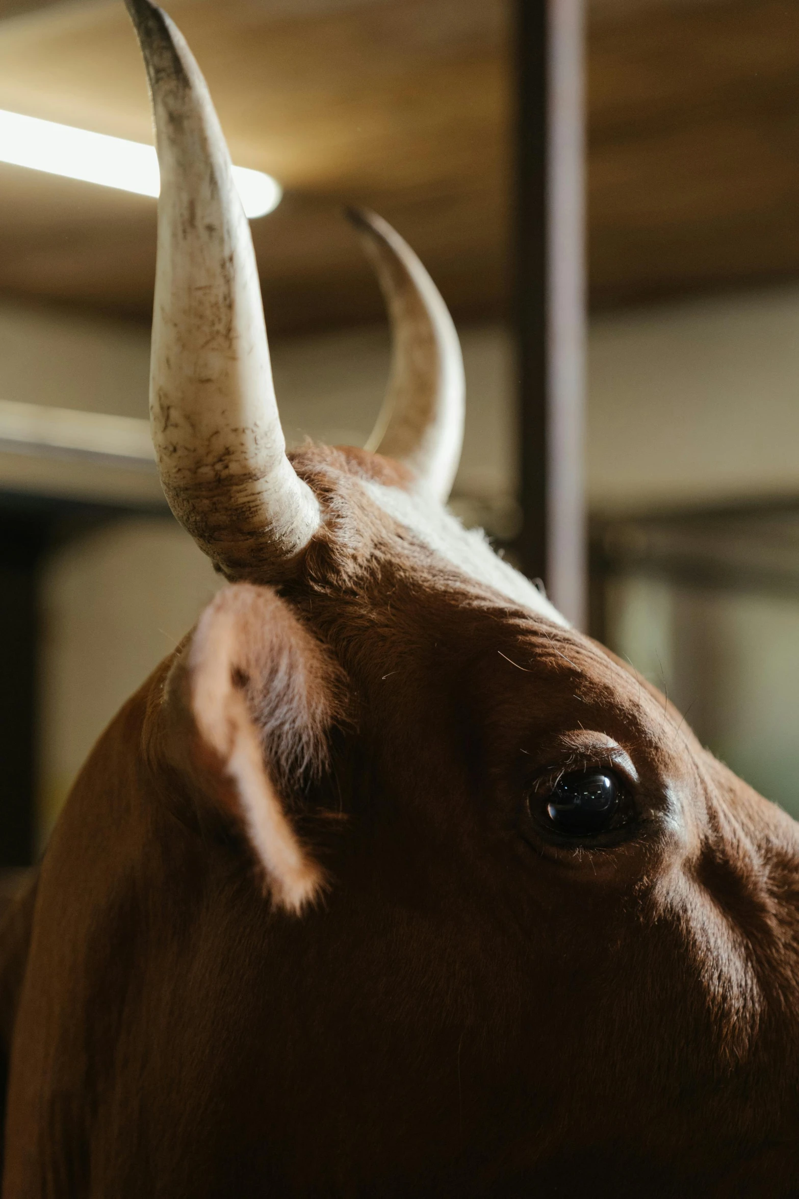 a close up of a cow with long horns, by Daniel Seghers, trending on unsplash, renaissance, indoor picture, of augean stables, brown, from the front