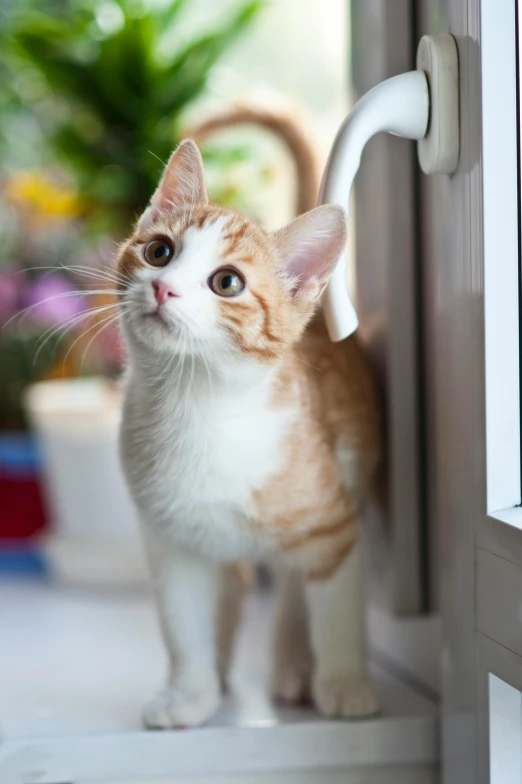 an orange and white cat standing on a window sill, a picture, by Julia Pishtar, shutterstock, looking surprised, indoor picture, leaning on door, short neck