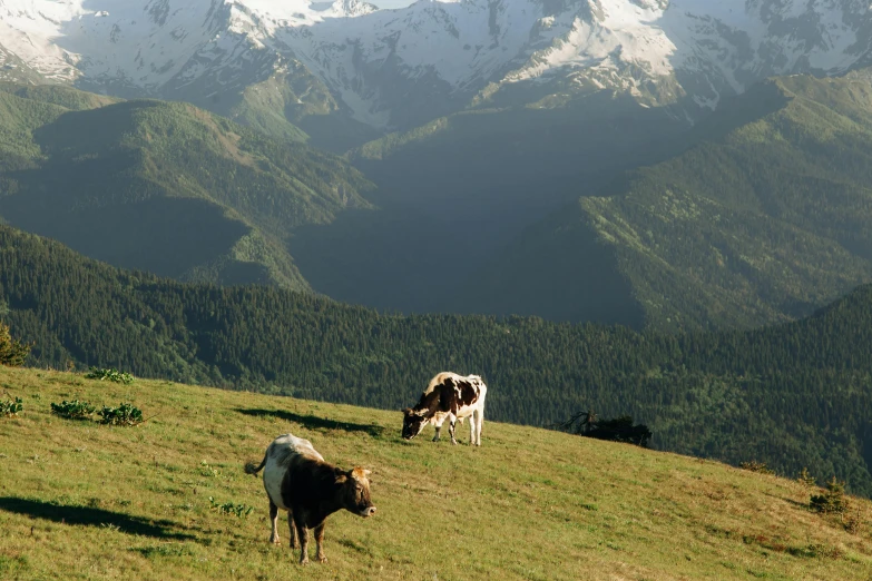 a herd of cattle standing on top of a lush green hillside, an album cover, pexels contest winner, les nabis, chamonix, azamat khairov, thumbnail, ready to eat