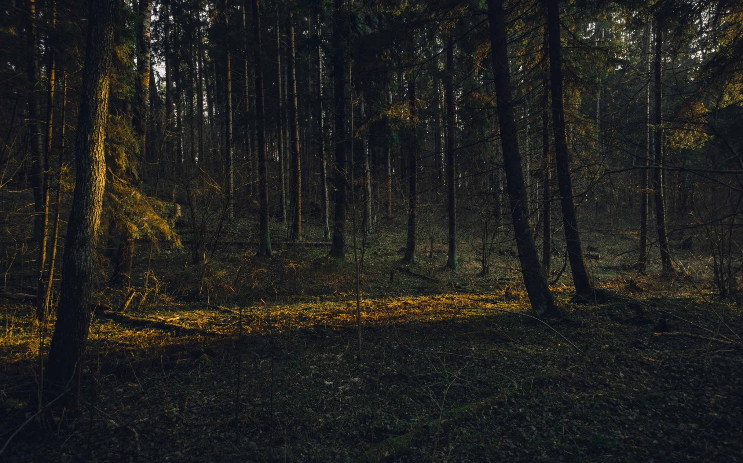 a forest filled with lots of tall trees, inspired by Elsa Bleda, unsplash contest winner, evening light, ground - level medium shot, black forest, dark