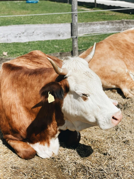 a couple of cows laying on top of a pile of hay, trending on unsplash, high quality photo, profile image, instagram story, fluffy neck