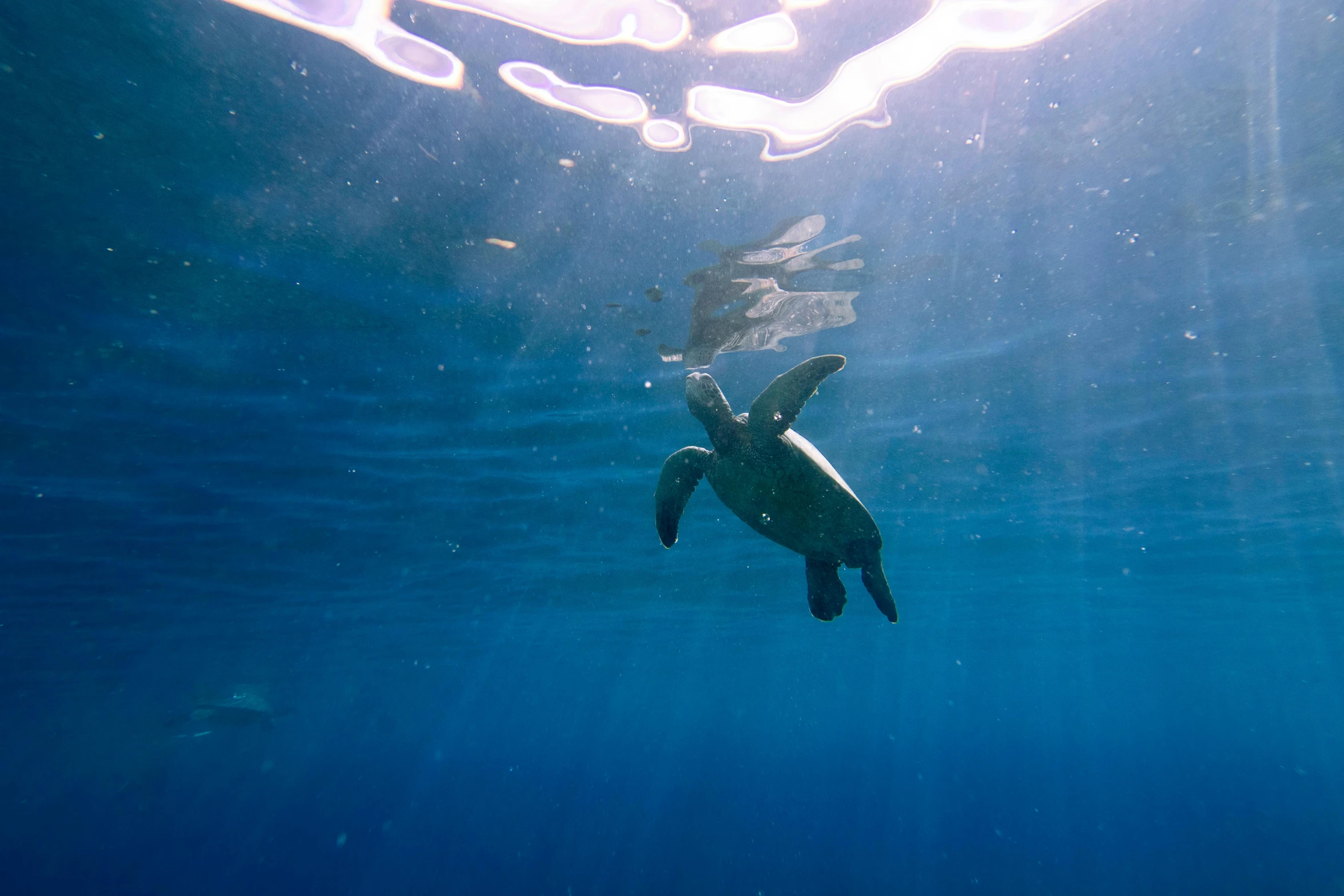 a turtle swimming under the surface of the water, by Daniel Lieske, pexels contest winner, hurufiyya, rising up from ocean, great light, hd footage, 🦩🪐🐞👩🏻🦳