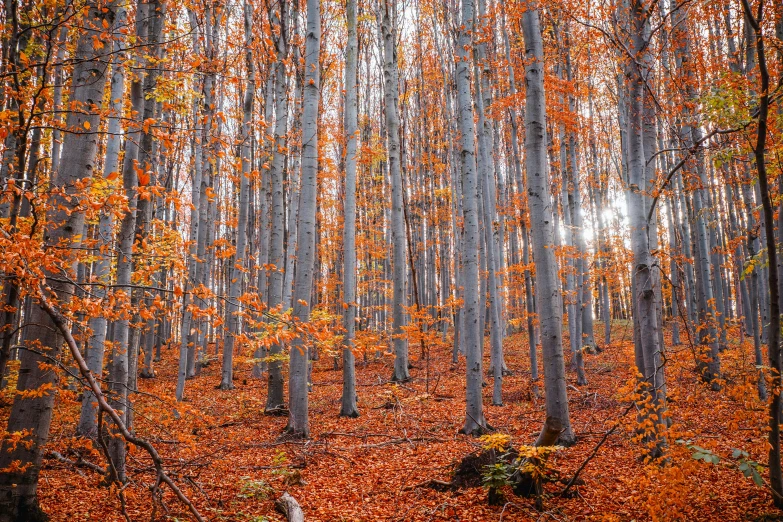 a forest filled with lots of trees covered in orange leaves, by Sebastian Spreng, pexels contest winner, fine art, ((trees))