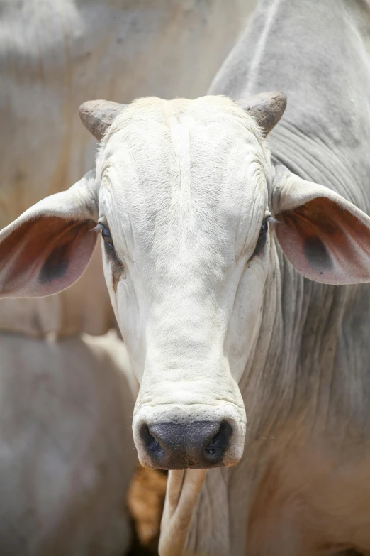 a couple of cows standing next to each other, a picture, unsplash, renaissance, close - up of face, india, full frame image, white