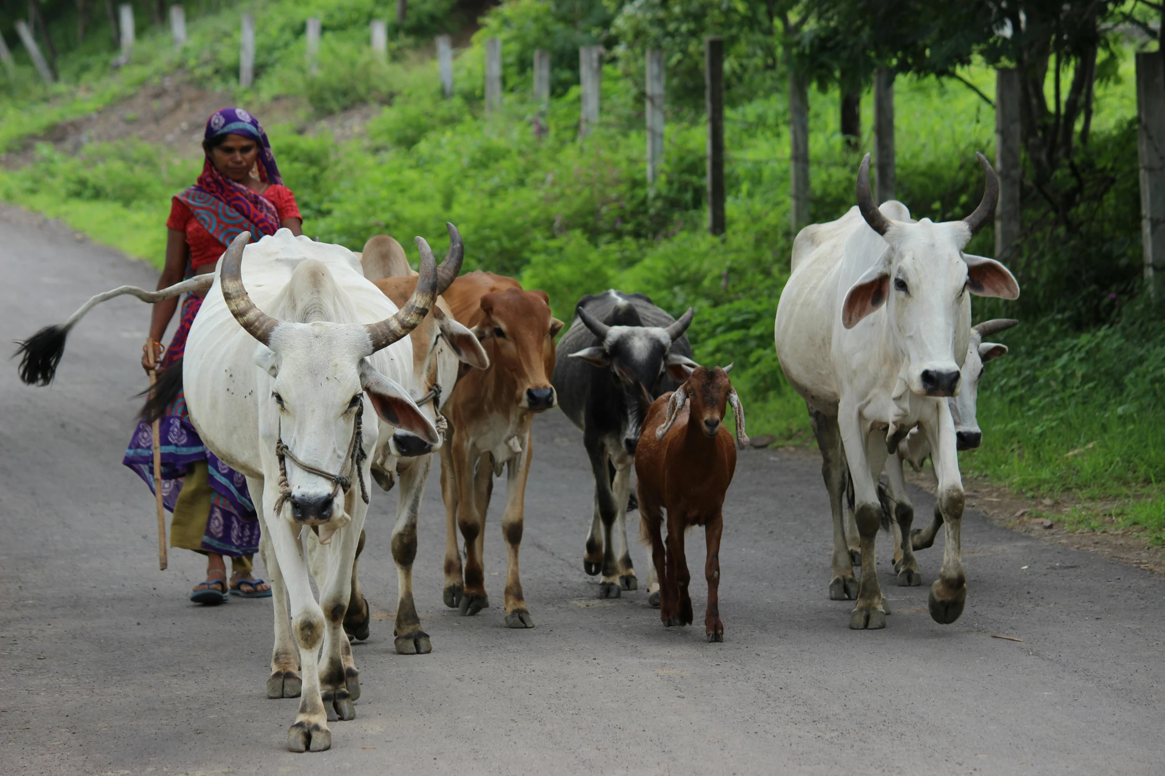 a woman leading a herd of cattle down a road, pexels contest winner, samikshavad, avatar image, high resolution photo, farming, thumbnail