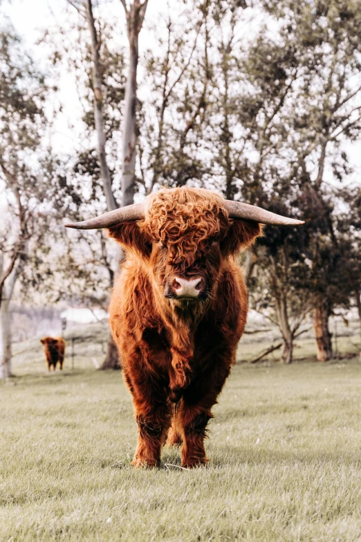 a brown cow standing on top of a lush green field, pexels contest winner, baroque, fluffy mane, in australia, scottish style, 🤠 using a 🖥