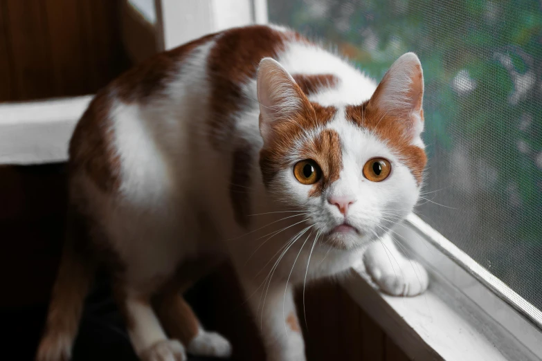 a close up of a cat near a window, by Julia Pishtar, pexels contest winner, white and orange, shocked look, ultra-realistic, white with chocolate brown spots