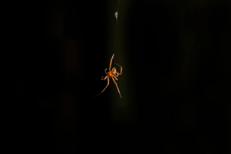 a spider sits on its web in the dark, by Adam Chmielowski, pexels, fan favorite, two hang, low iso