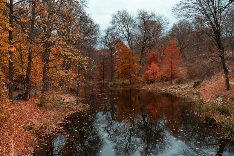 a river running through a forest filled with lots of trees, by Adam Marczyński, pexels contest winner, red brown and grey color scheme, berlin park, reflections in copper, alexey egorov